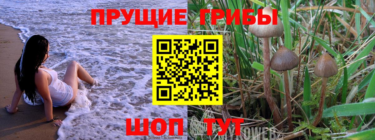 Новоалександровск  Галлюциногенные грибы Cubensis  Вход с VPN 