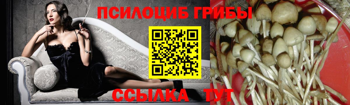 Псилоцибиновые грибы Psilocybine cubensis Новоалександровск